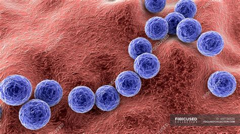Streptococcus Pyogenes .